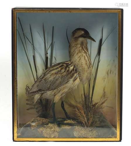 Taxidermy glazed display of a Great Bittern amongst a naturalistic setting, 75cm H x 62cm W x 28cm D