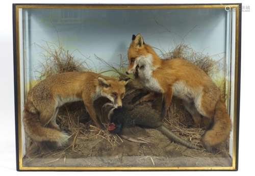 Taxidermy glazed display of two foxes with a pheasant, 91cm H x 122cm W x 31cm D : For Further