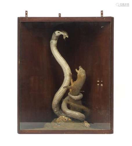 Taxidermy glazed display of a cobra and weasel, overall 64cm H x 53cm W x 27cm D : For Further