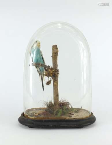 Taxidermy budgie housed under a glass dome with ebonised base, 36cm high : For Further Condition