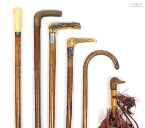 Walking sticks and a parasol including ivory and horn handled examples, the parasol with duck's head