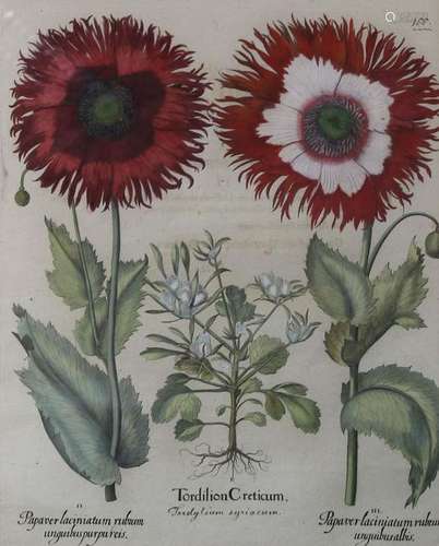 Basilius BESLER (1561 - 1629). Poppys. From 