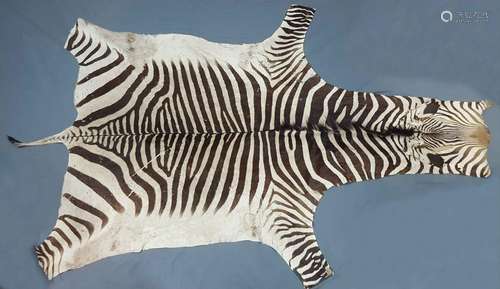 Zebra skin. West Africa. Around 1974. 314 cm x 195 cm.