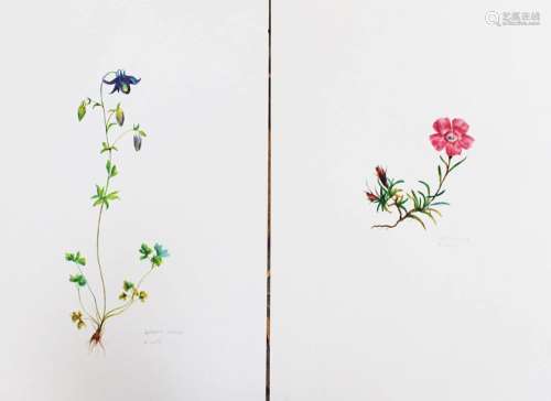 A. Loth, two flowers, two lithographs on paper. 40…