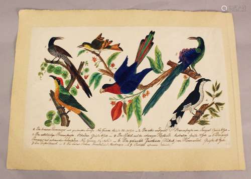Austrian School early 19th Century, exotic birds, …