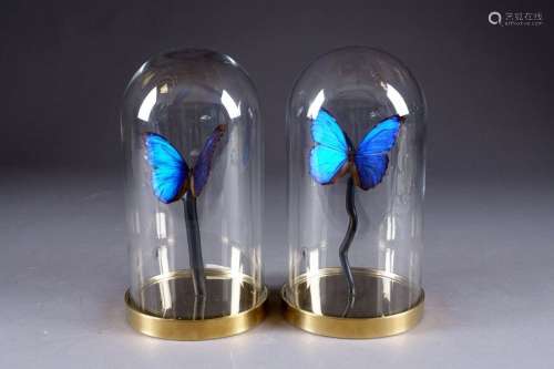 Two naturalized Morphos. Presented under a glass g…