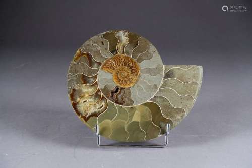 Fossil ammonite from Madagascar. Sliced and polish…