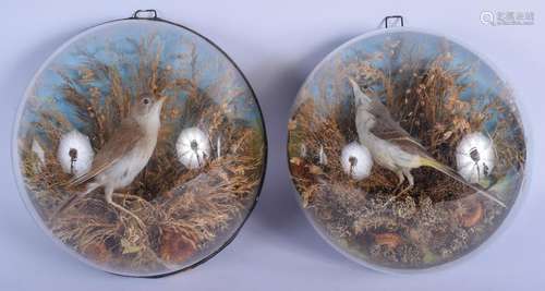 A PAIR OF VICTORIAN TAXIDERMY BIRDS within glass domes.