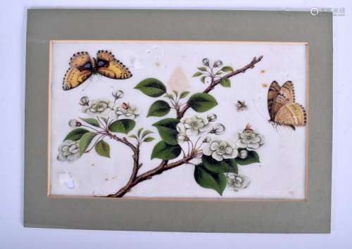 A 19TH CENTURY CHINESE PITH PAPER BUTTERFLY WATERCOLOUR