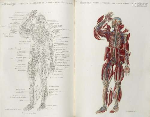 MASCAGNI, Paolo (1752-1815) - Anatomia universale,