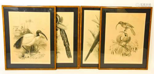 4 Antique J. Smit Framed Bird Lithographs