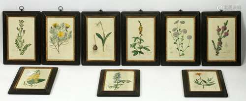 ENGLISH BOTANICAL ENGRAVINGS, SET OF 12