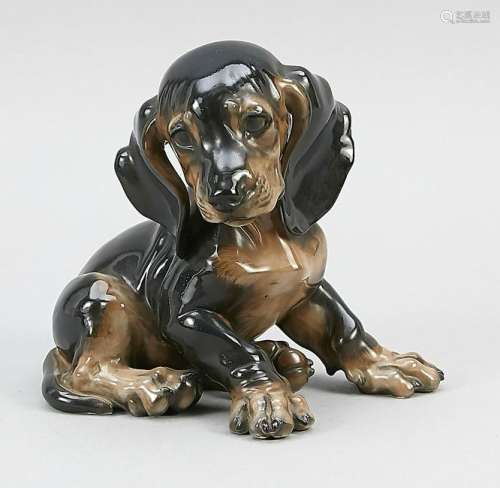 Seated dachshund puppy, R