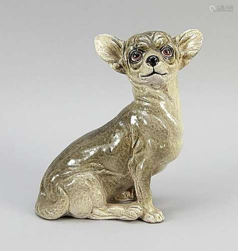 Seated Chihuahua, terraco