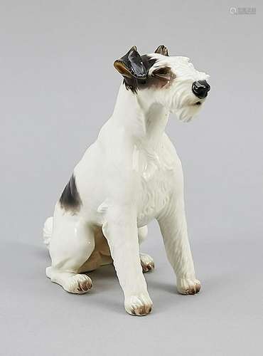 Fox Terrier, Nymphenburg,