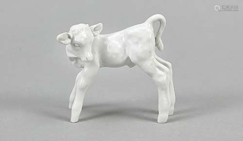 Little calf, Meissen, lat