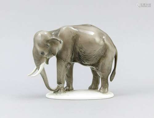 Indian elephant, Rosentha