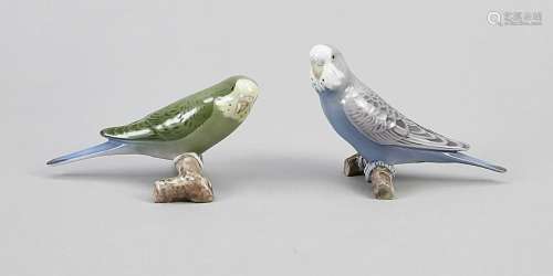 Two budgies, Bing & Grond