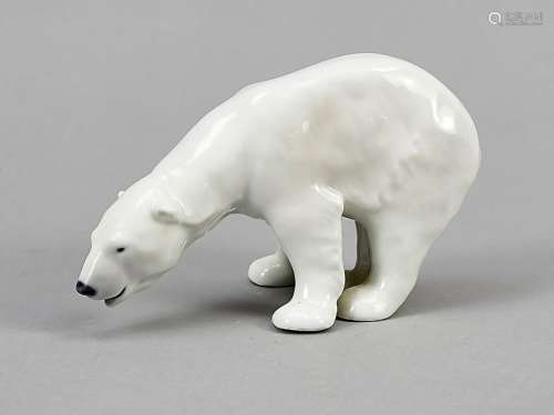 Sniffing Polar Bear, Roya