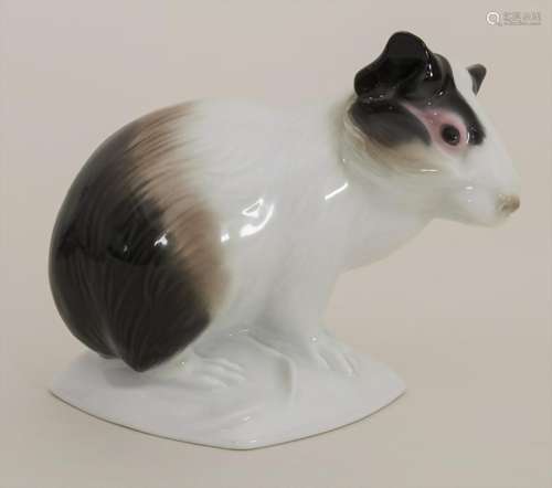 Seltenes Meerschweinchen / A rare guinea pig, Karl Ens,