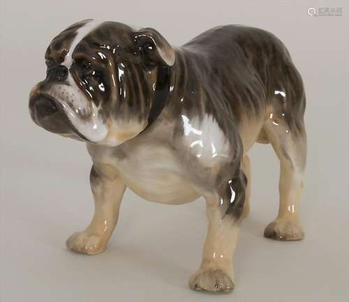 Französische Bulldogge mit Halsband / A male bulldog /