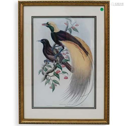 Colored Lithograph after John Gould