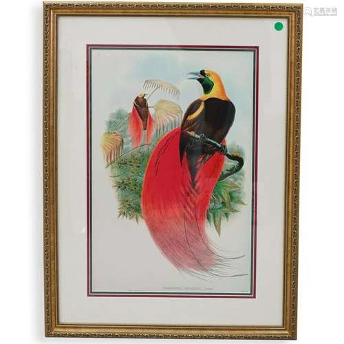 Colored Lithograph after John Gould