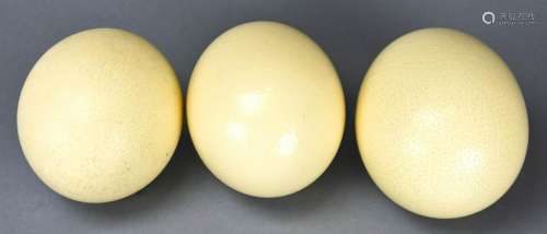Pair of Natural Specimen Ostrich Eggs