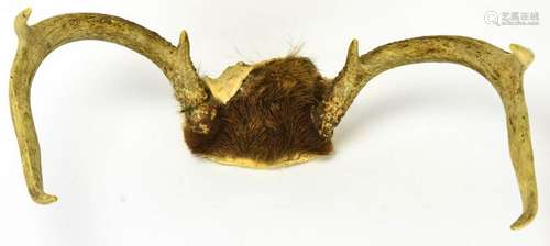 Black Forest Style Taxidermy Deer Antler Mount