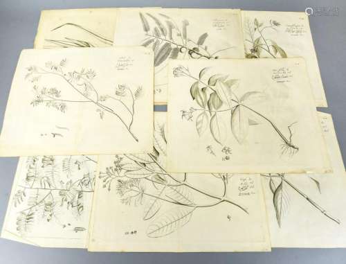 Collection of Antique Arabic Botanical Engravings
