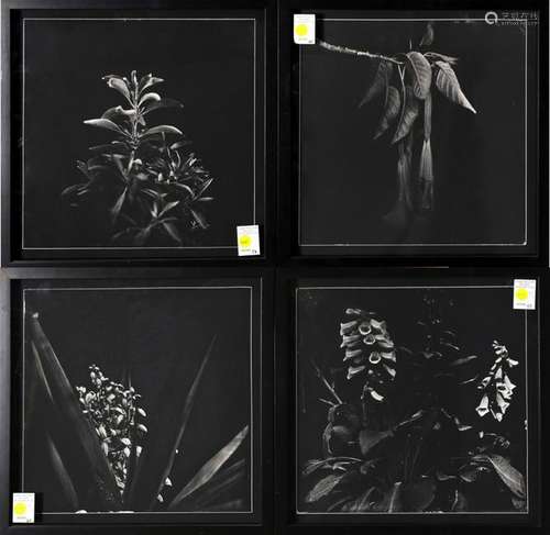 Ambrotype Prints, Joyce Campbell