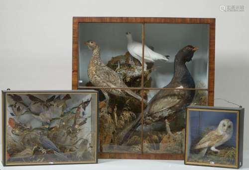 Set of three diorama showcases including \