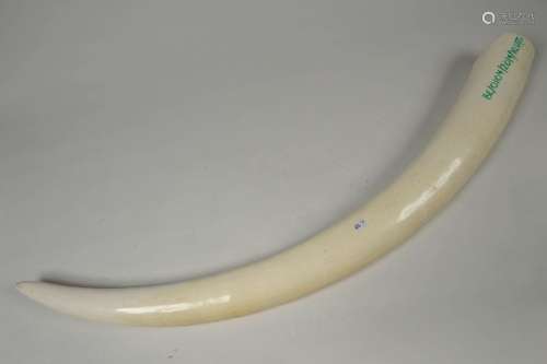 Large raw ivory tusk from the R.D.C. Pre conventio…