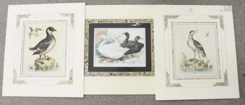 Group of fifteen colored bird engraving prints,