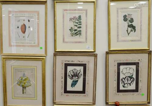 Group of fourteen botanical lithograph hand colored