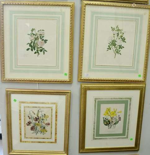 Group of twelve botanical colored engraving prints,