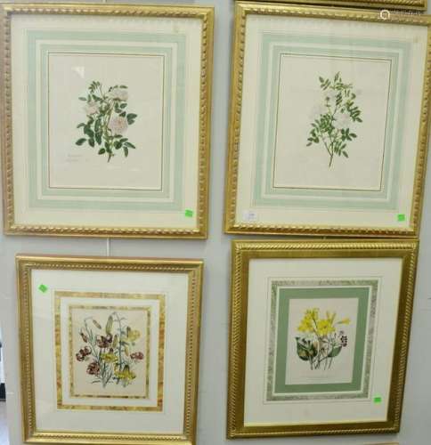 Group of twelve botanical colored engraving prints,
