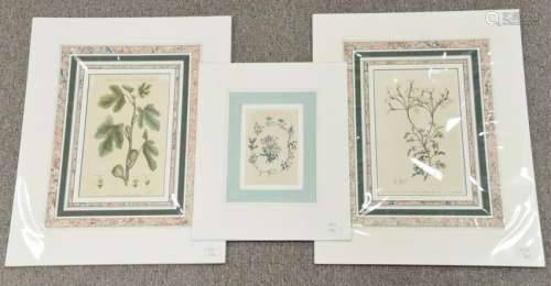 Group of seventeen unframed matted botanical colored