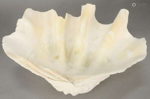 Large Clam Shell, 13