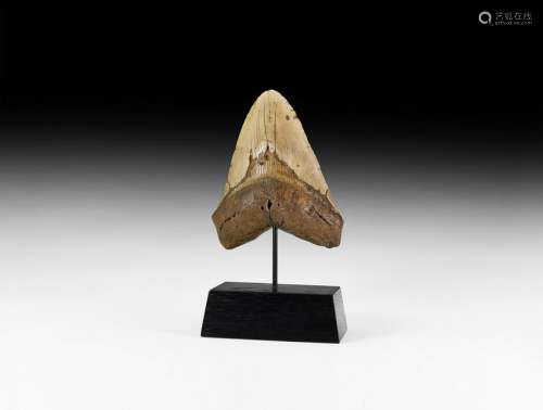 Large Megalodon Fossil Giant Shark's Tooth