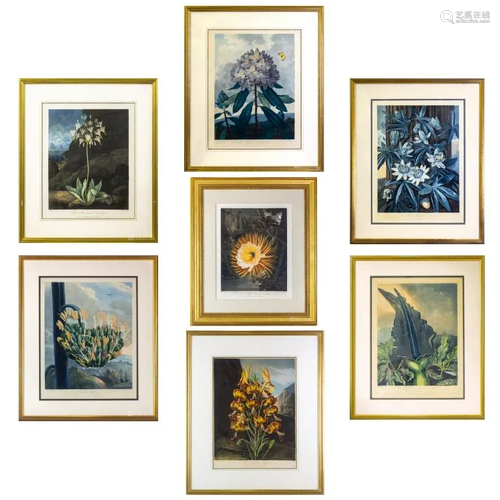 Dr. Robert John Thornton Set of 7 Floral Aquatints