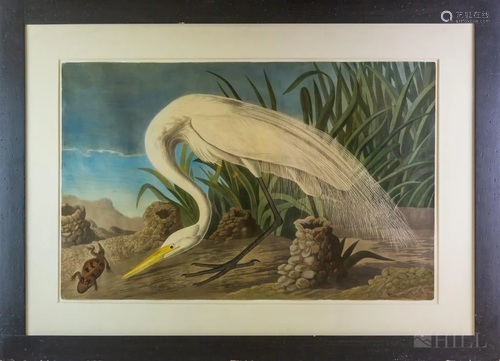 After John James Audubon White Heron Etching…