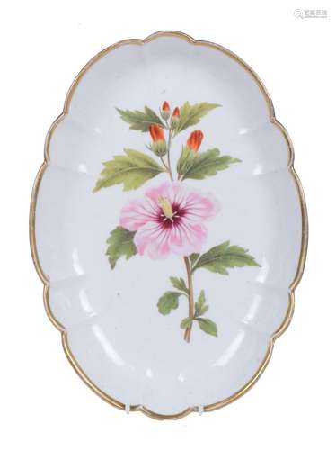 A Swansea porcelain shaped oval botanical dish painted with a Syrian Hibiscus specimen