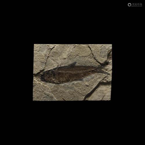Knightia Alta Fossil Fish