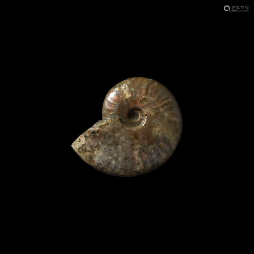Opal Lustre Fossil Ammonite