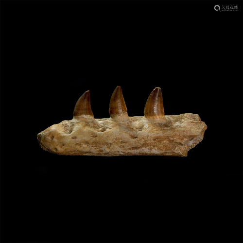 Mosasaur Jaw Section