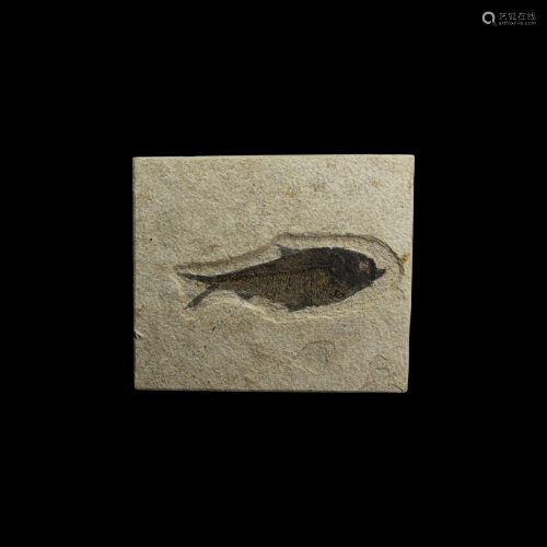 Knightia Alta Fossil Fish