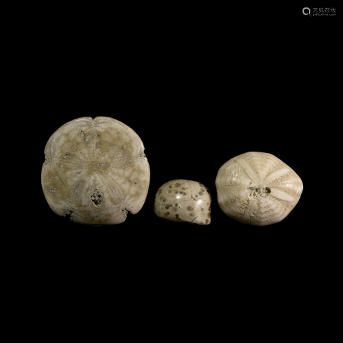Fossil Sea Urchin and Echinoid Group
