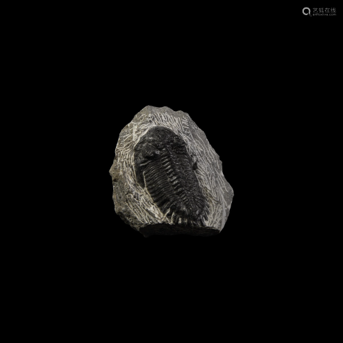 Metacanthina Barrandei Fossil Trilobite