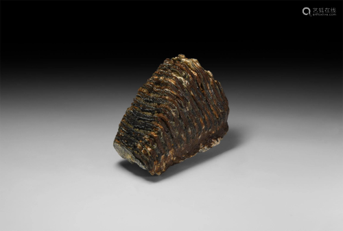 British Woolly Mammoth Fossil Tooth